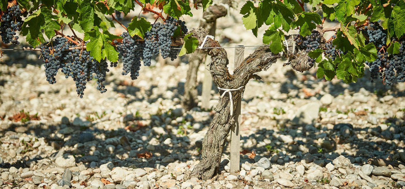 Vignoble du Château Prieuré-Lichine, terroirs appellation Margaux